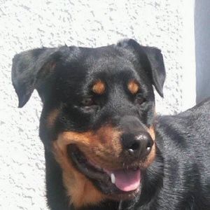 Meet your Posher, Dave